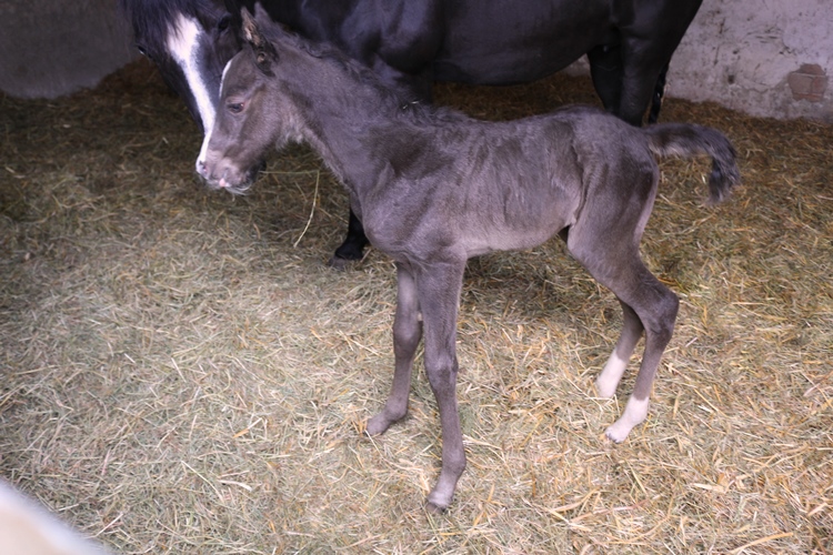 Missouri Foxtrotter Stutfohlen auf der Kokopelli Ranch geb.am 5.5.16 von Hydros Pawnee Bill GLC und Velvets Lucia